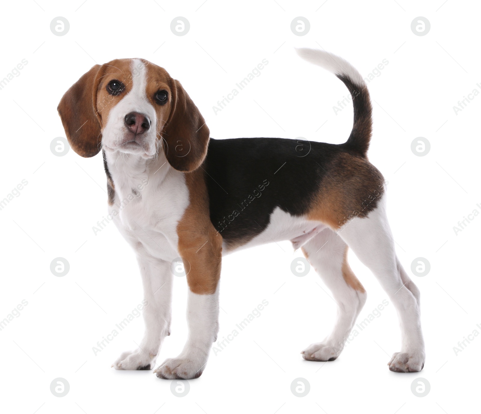 Photo of Cute Beagle puppy on white background. Adorable pet