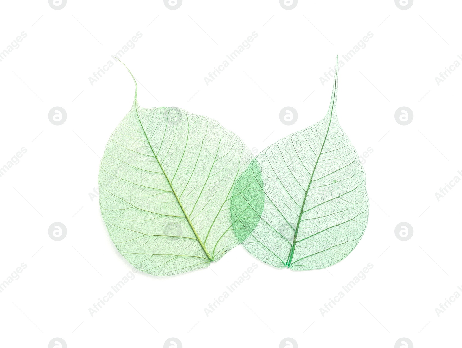 Photo of Beautiful decorative skeleton leaves on white background, top view