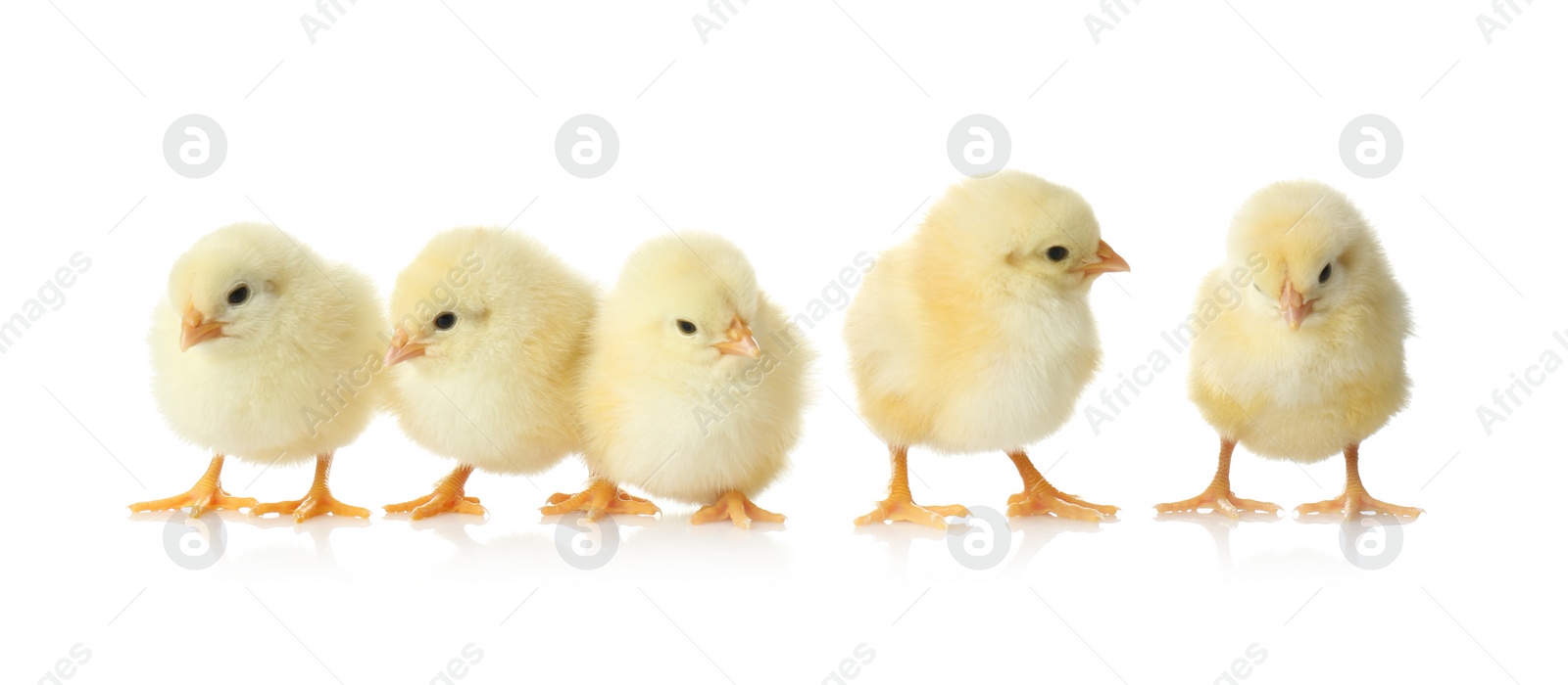 Photo of Cute fluffy baby chickens on white background. Farm animals