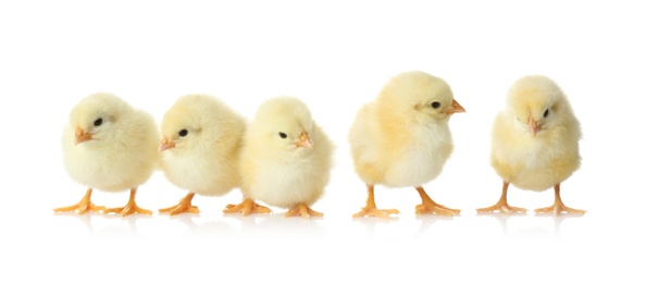 Cute fluffy baby chickens on white background. Farm animals