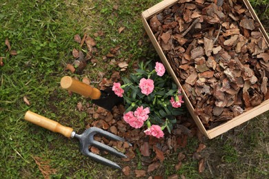 Photo of Bark chips in wooden box, fork and trowel near beautiful mulched flowers in garden, flat lay