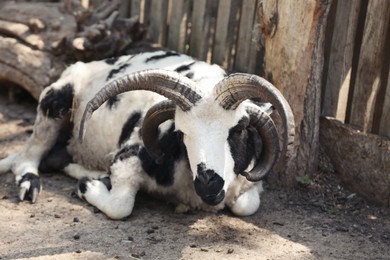Photo of Jacob sheep near wooden fence on sunny day