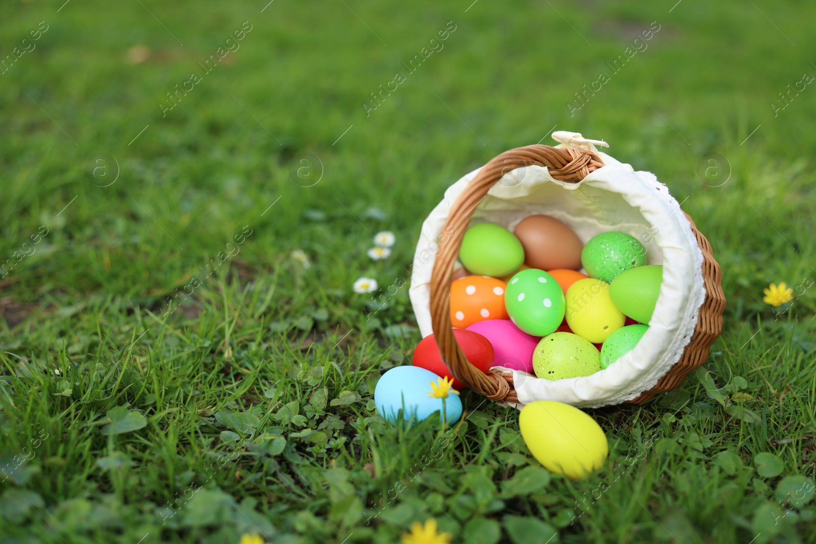 Photo of Easter celebration. Painted eggs in wicker basket on green grass, space for text