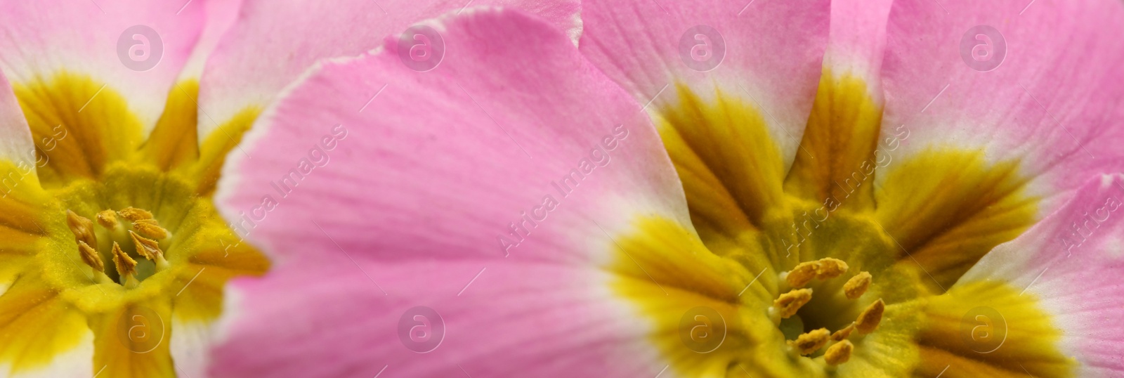 Image of Beautiful spring primula (primrose) flowers as background, closeup. Banner design