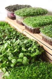 Fresh organic microgreens assortment near wooden crate