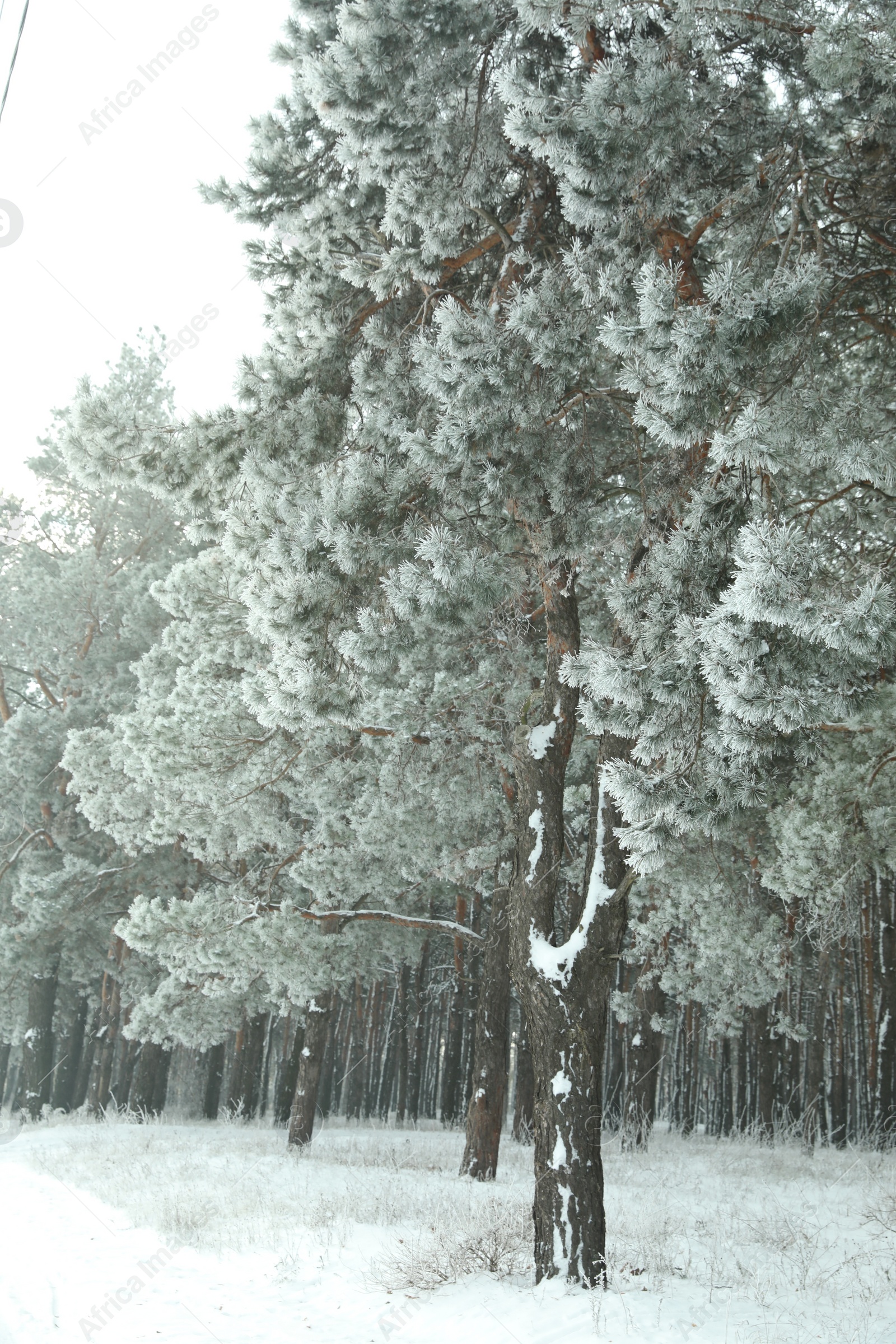 Photo of Beautiful forest covered with snow in winter