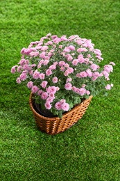 Photo of Beautiful pink chrysanthemum flowers on green grass