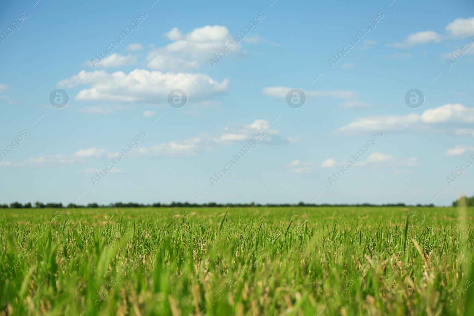 Photo of Picturesque view of beautiful field with grass on sunny day