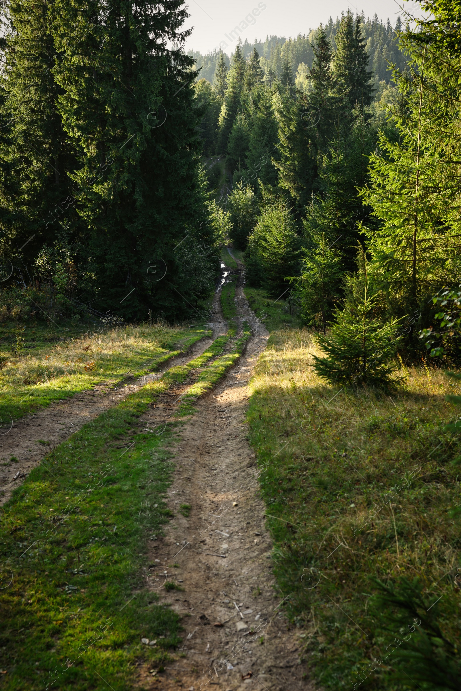 Photo of Picturesque view of beautiful coniferous forest and path on sunny day