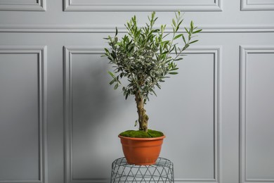 Photo of Olive tree in pot near white wall. Interior element