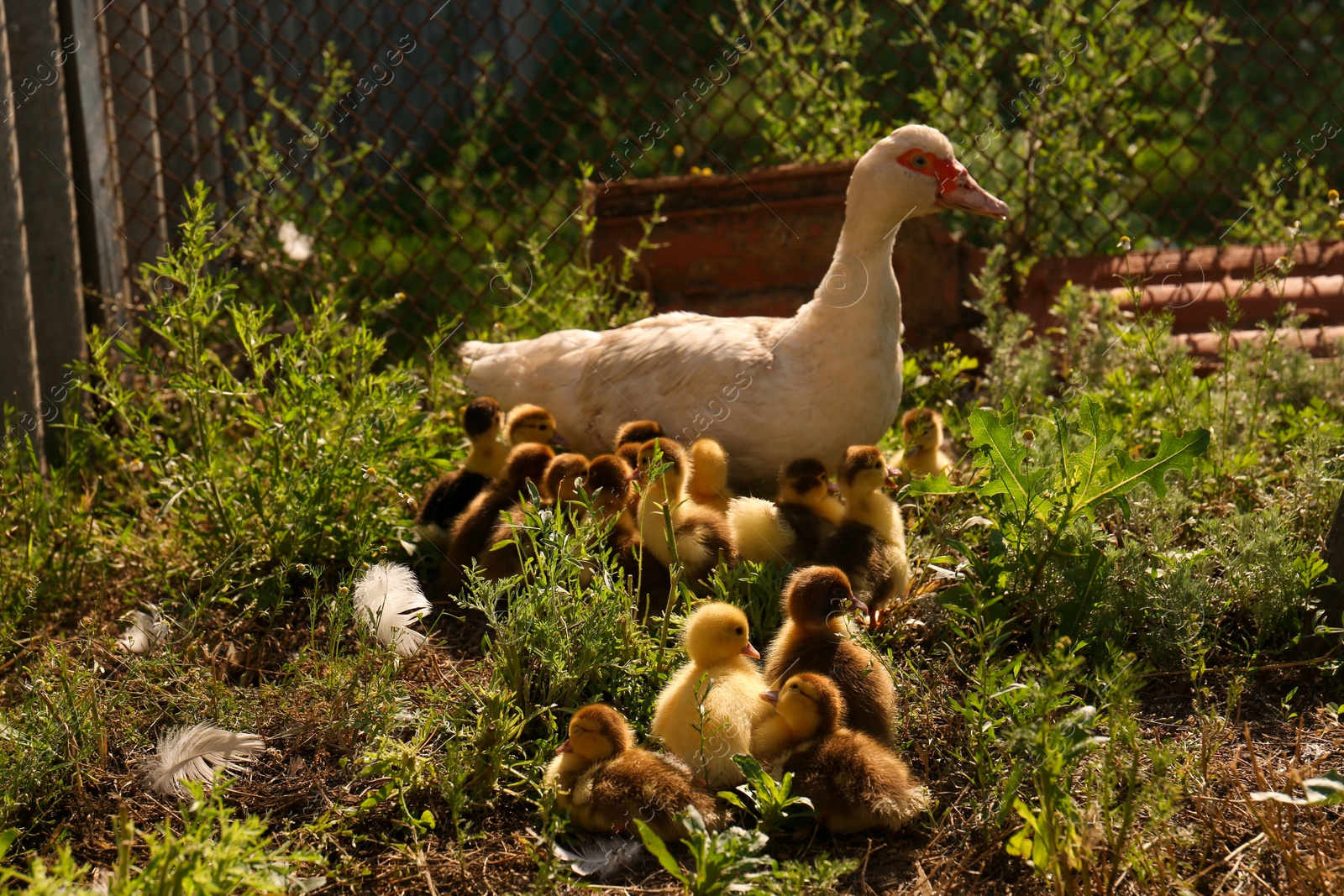 Photo of Cute fluffy ducklings with mother in farmyard