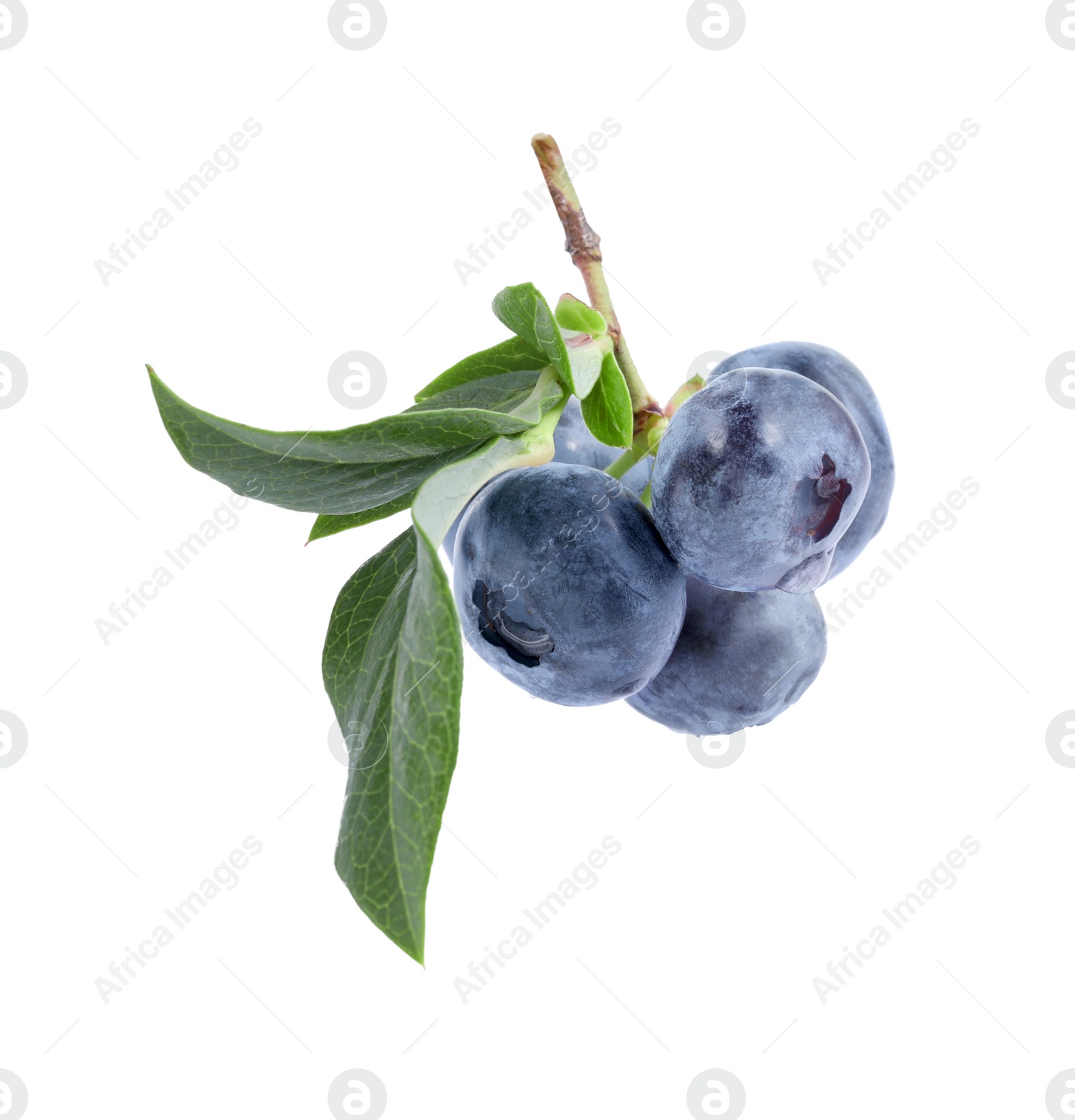 Photo of Twig with tasty blueberries and leaves isolated on white