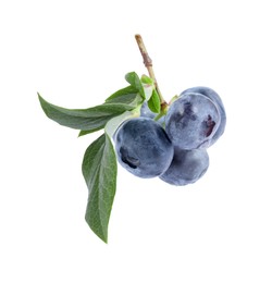 Photo of Twig with tasty blueberries and leaves isolated on white