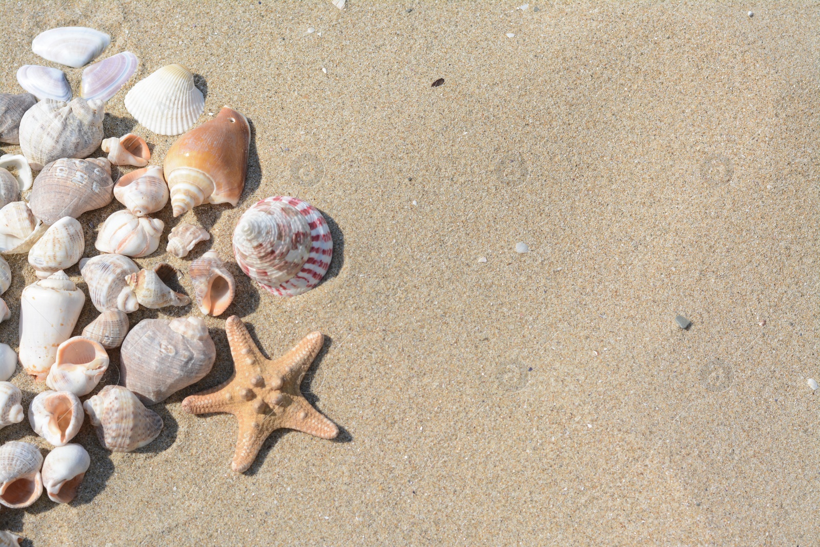 Photo of Beautiful starfish and sea shells on sandy beach, above view. Space for text