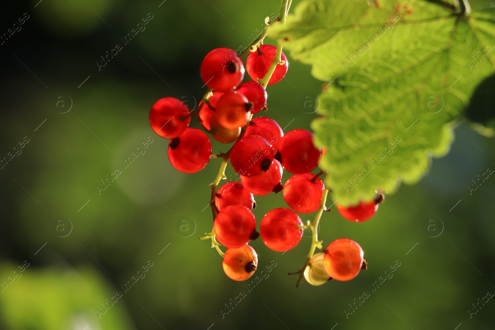 Photo of Closeup view of red currant bush with ripening berries outdoors on sunny day