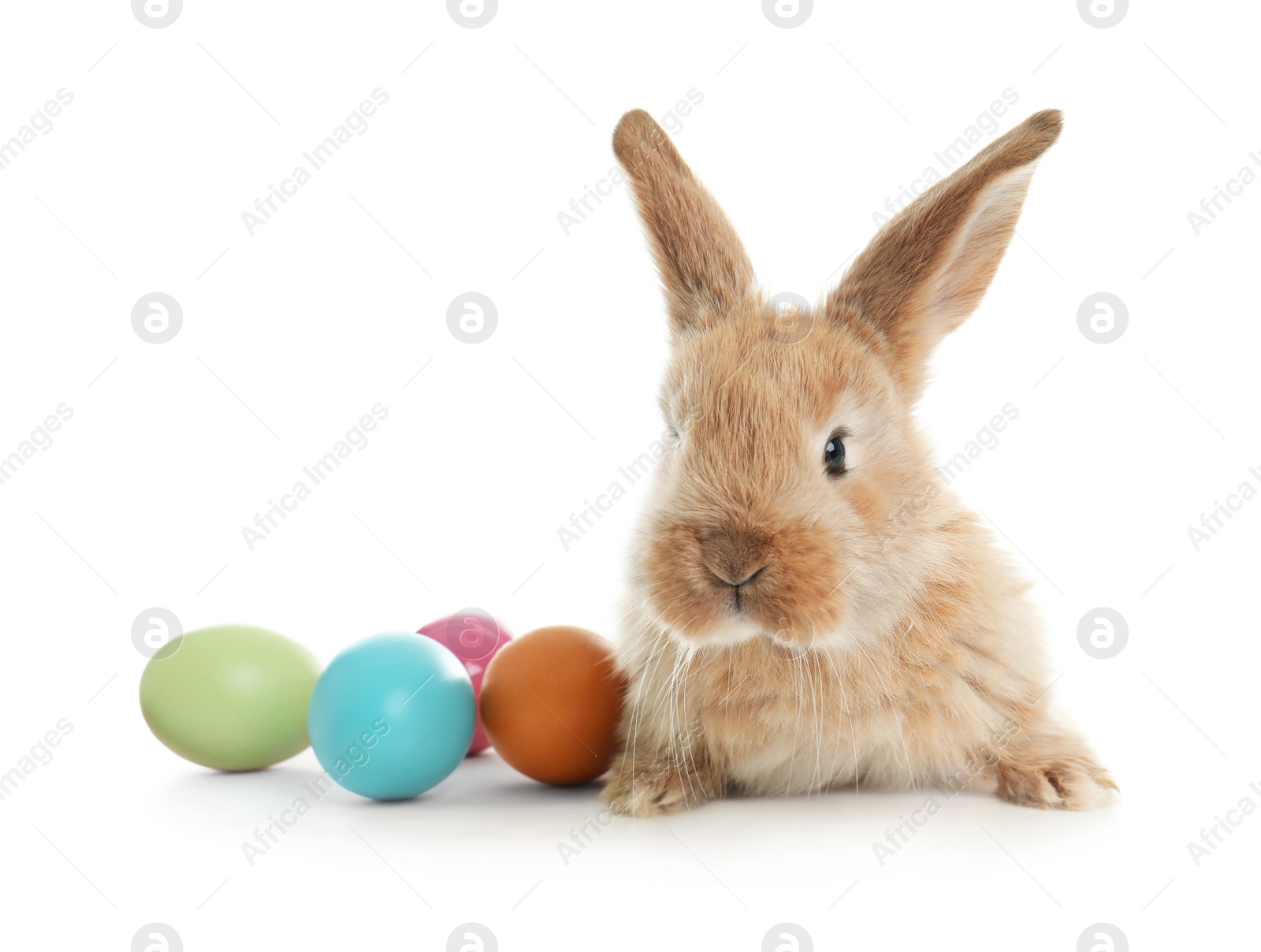 Photo of Adorable furry Easter bunny and colorful eggs on white background