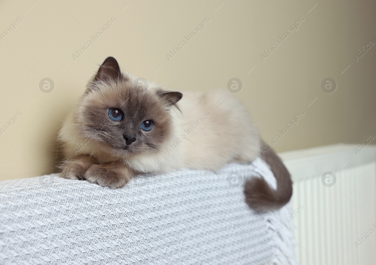 Photo of Cute Birman cat on radiator with soft plaid indoors