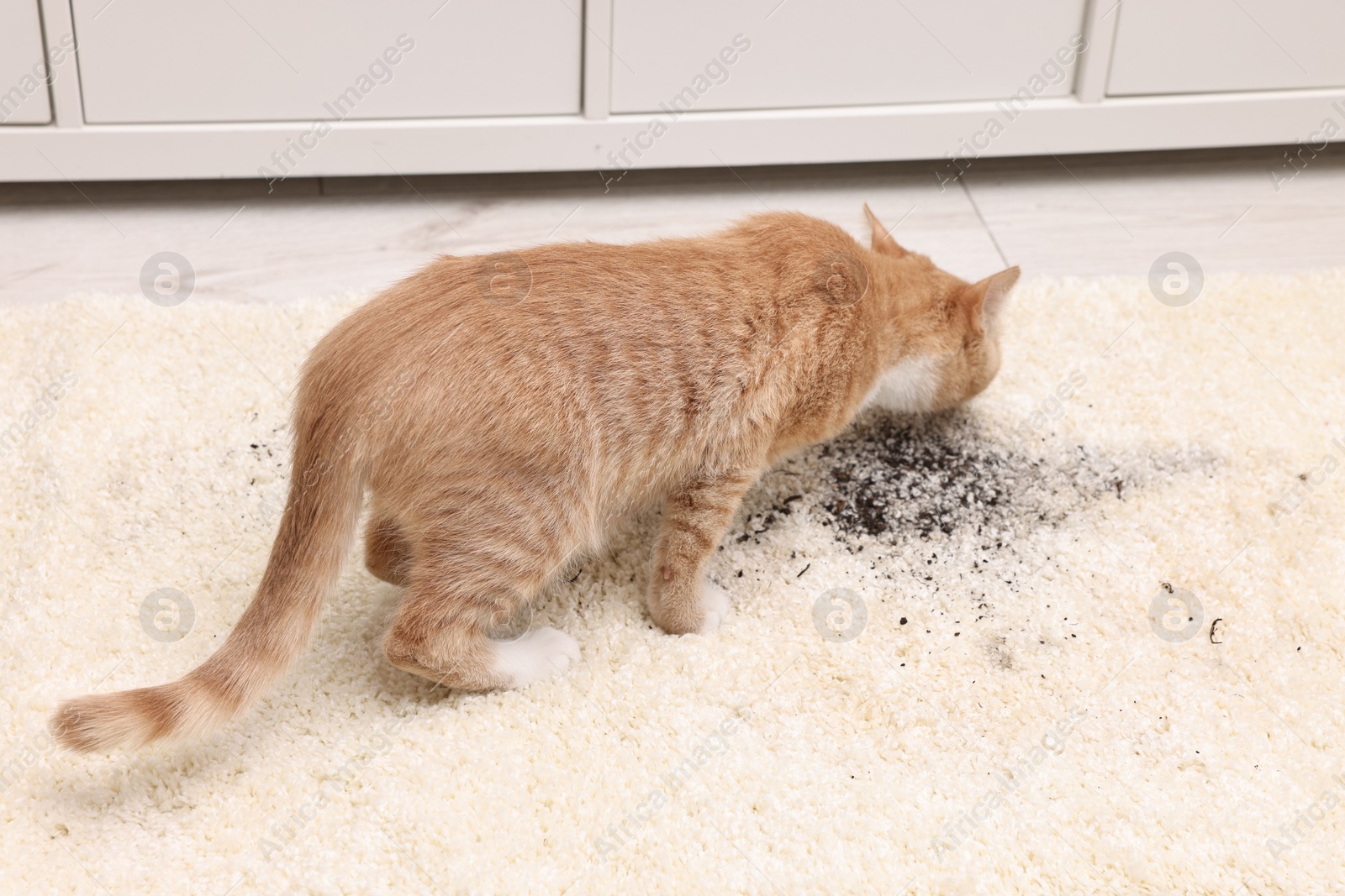 Photo of Cute ginger cat on carpet with scattered soil indoors