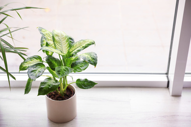 Photo of Beautiful Dieffenbachia plant on wooden window sill at home. Space for text