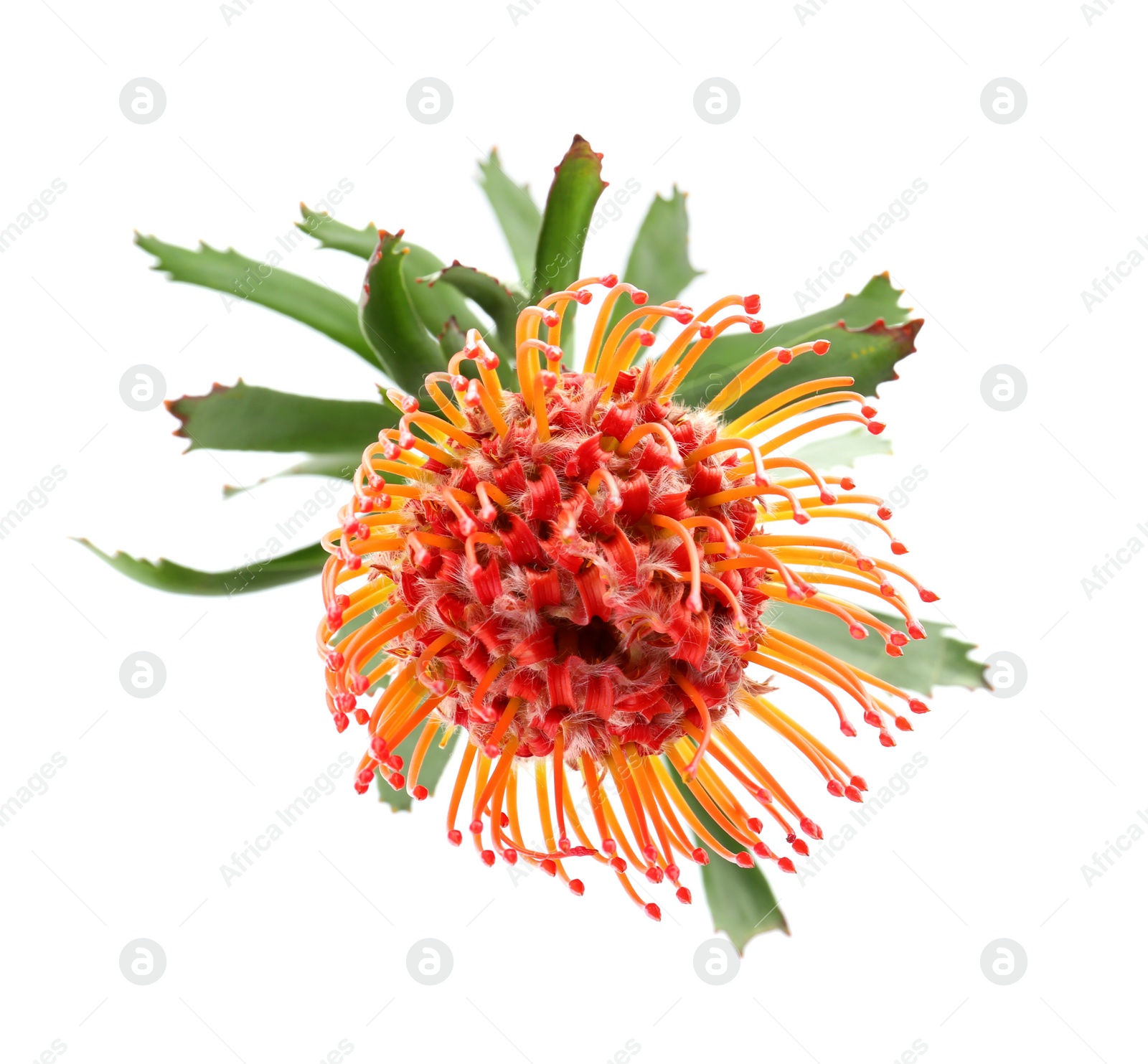 Photo of Beautiful protea flower on white background. Tropical plant