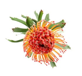 Photo of Beautiful protea flower on white background. Tropical plant