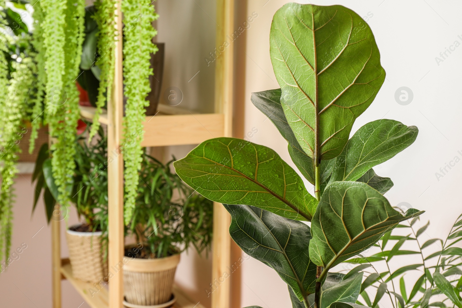 Photo of Beautiful houseplants in pots indoors, closeup. House decor