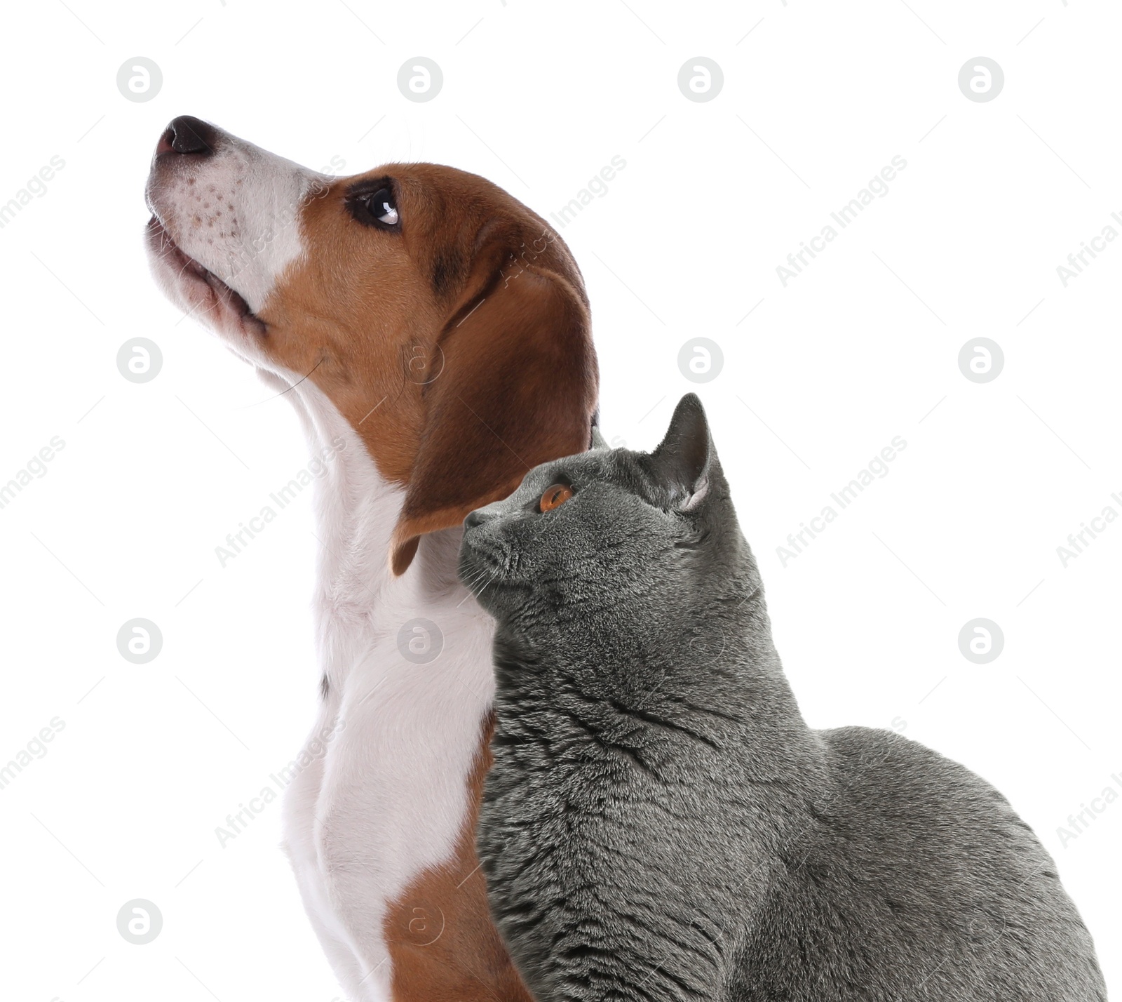 Image of Adorable cat and dog on white background. Cute friends