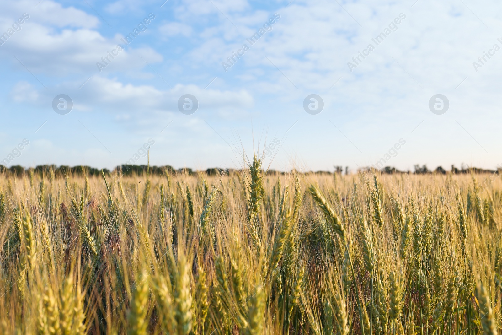 Photo of Beautiful agricultural field with ripening wheat crop