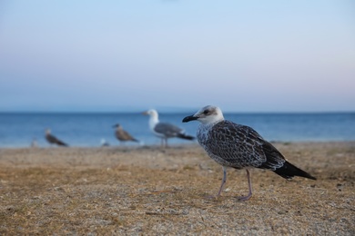 Photo of Beautiful seagull on sandy beach in evening
