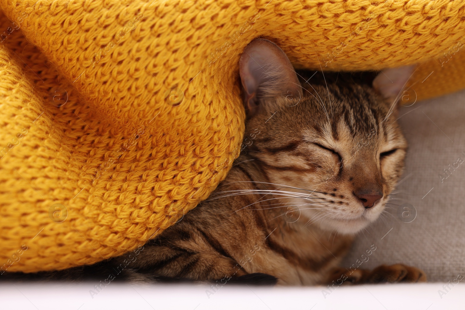 Photo of Cute Bengal cat lying on sofa at home, closeup. Adorable pet