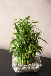 Photo of Green bamboo in glass bowl near color wall