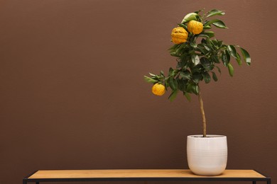 Photo of Idea for minimalist interior design. Small potted bergamot tree with fruits on wooden table near brown wall, space for text