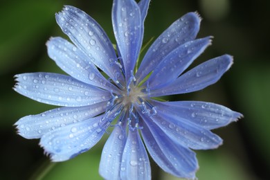 Photo of Beautiful blooming chicory flower growing on blurred background, closeup