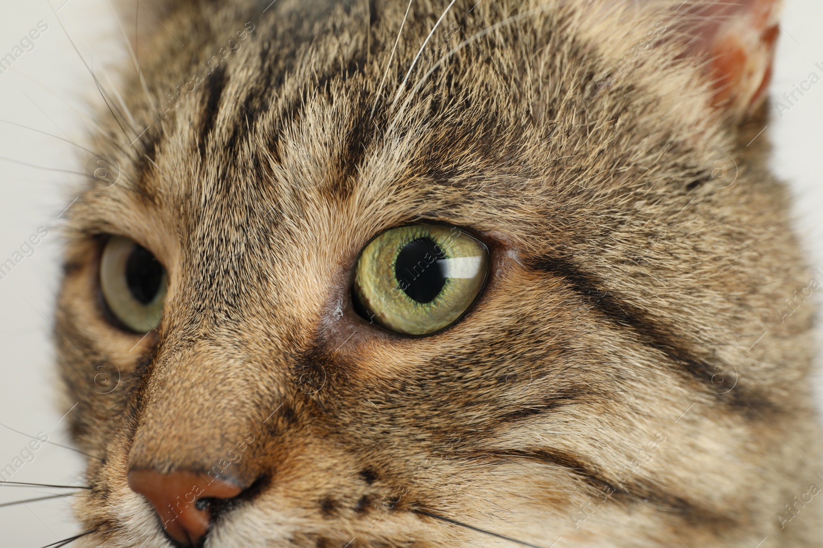 Photo of Closeup view of tabby cat with beautiful light green eyes