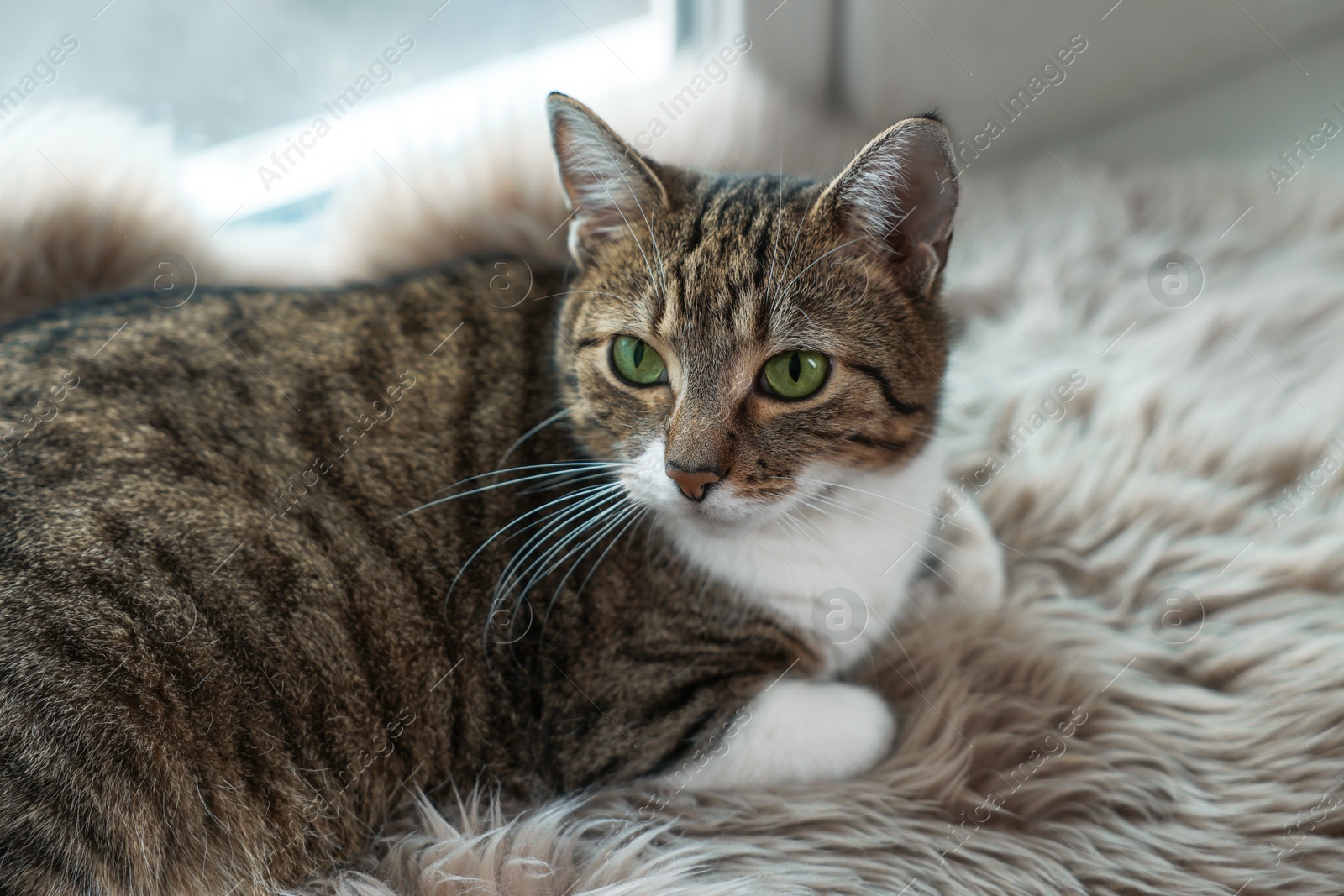 Photo of Cute cat on white faux fur rug at window sill indoors