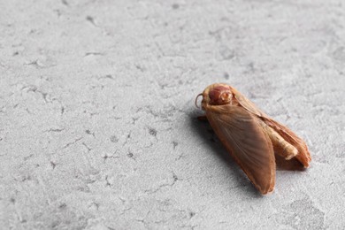 Photo of Brown common clothing moth on grey textured background, space for text