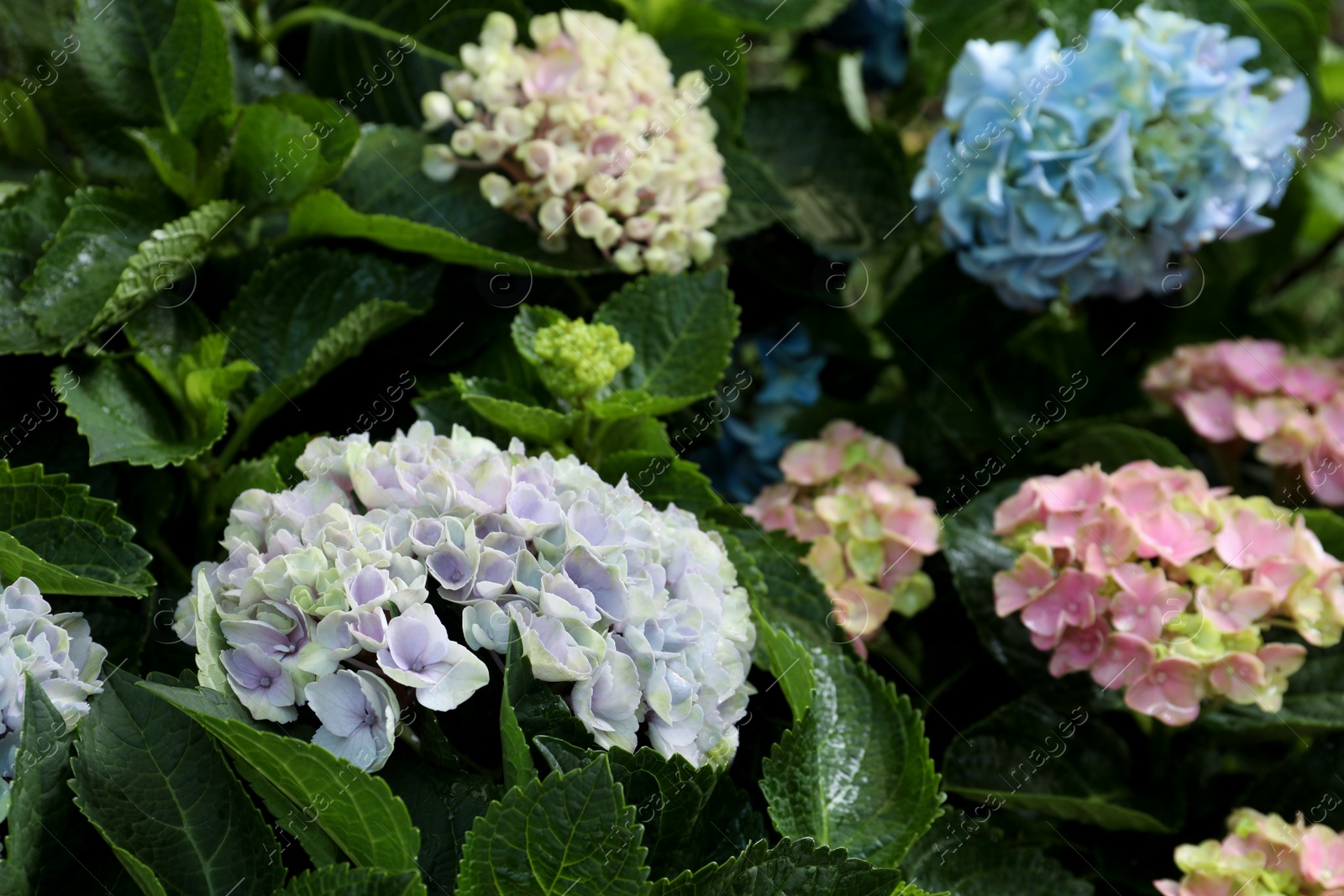 Photo of Beautiful hortensia plants with colorful flowers outdoors