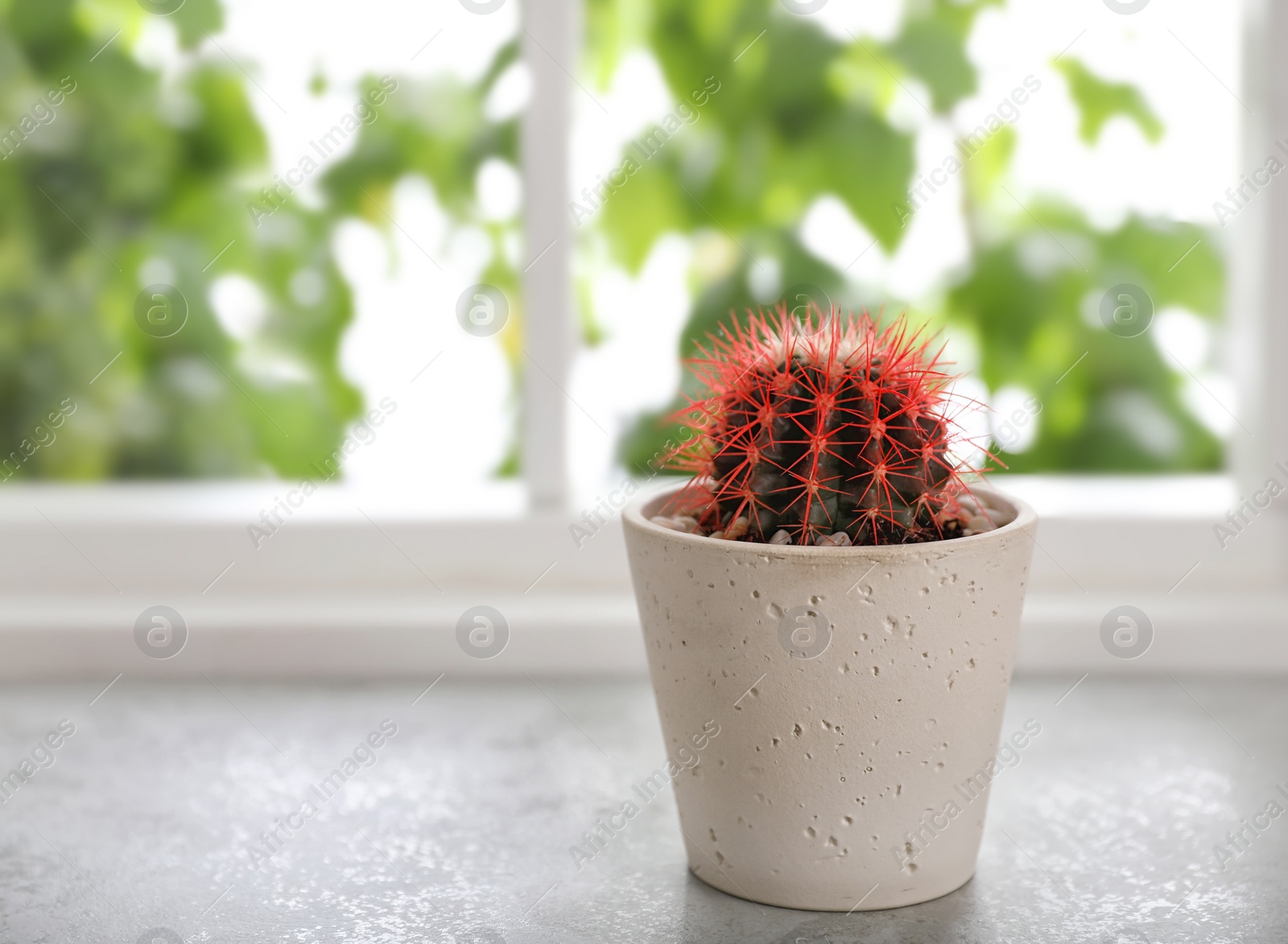 Photo of Beautiful cactus in ceramic pot on windowsill