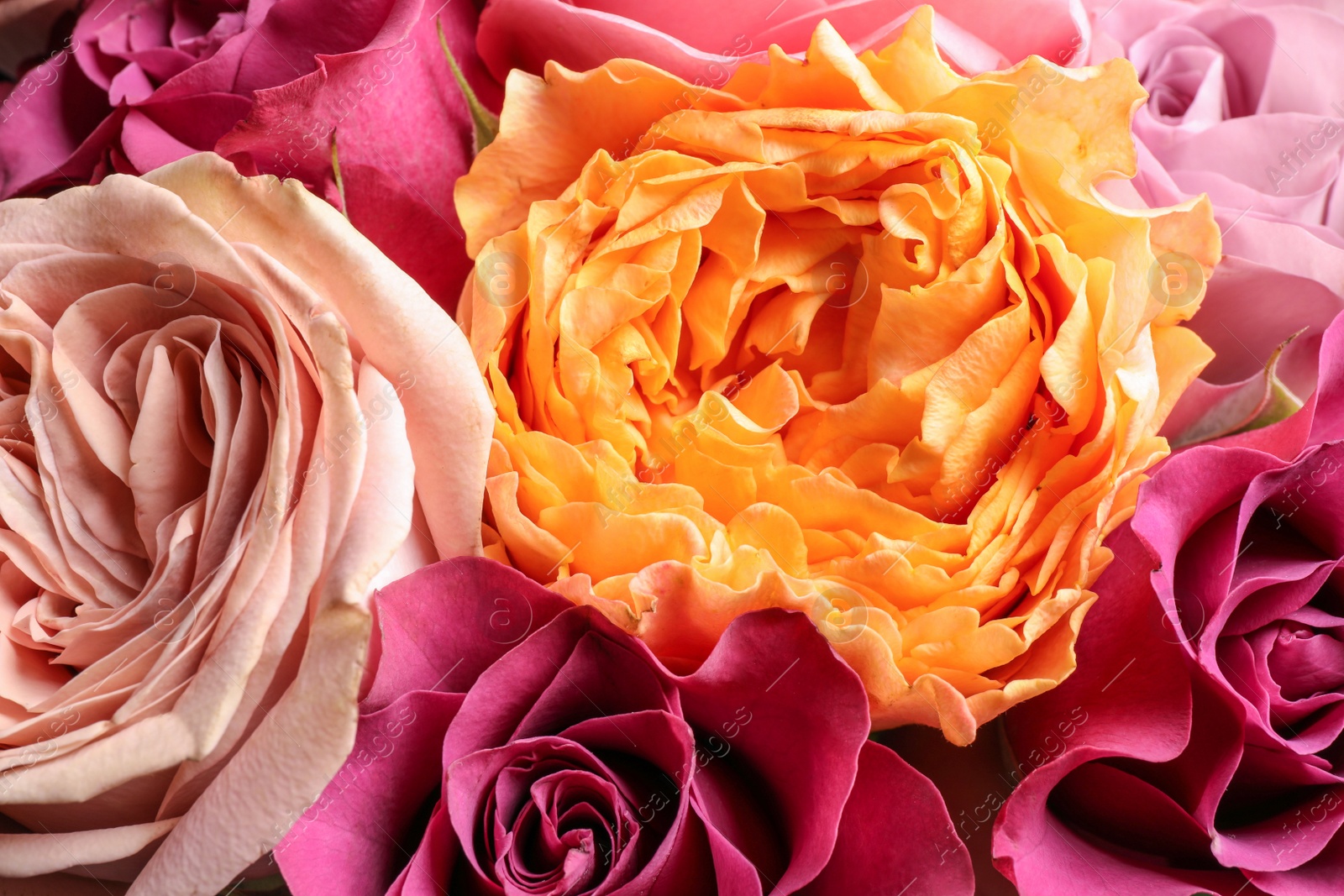 Photo of Beautiful fresh roses as background, closeup view. Floral decor