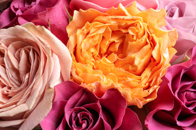 Beautiful fresh roses as background, closeup view. Floral decor