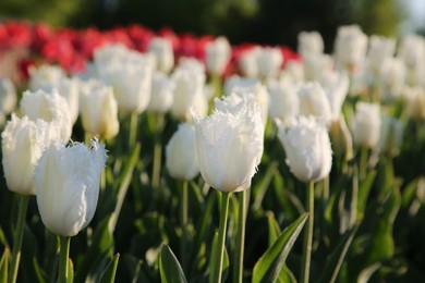 Beautiful white tulip flowers growing in field on sunny day, closeup