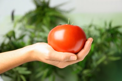 Woman holding ripe tomato against blurred background, closeup