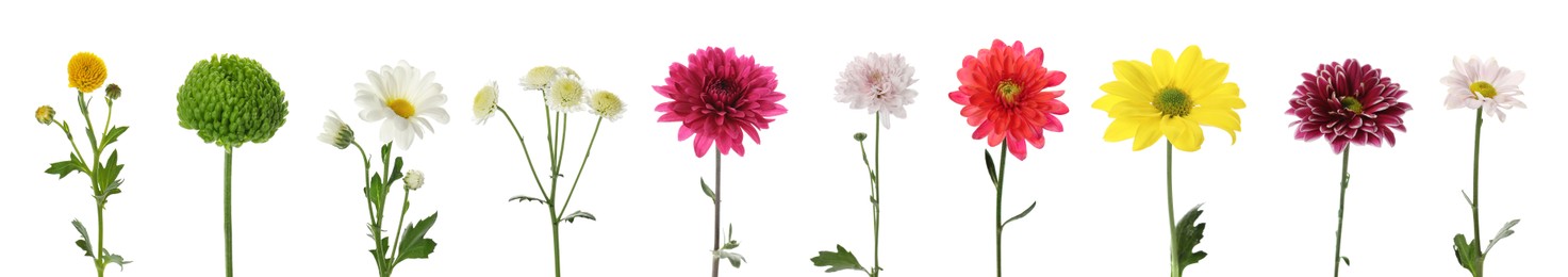 Image of Set with different beautiful chrysanthemum flowers on white background. Banner design