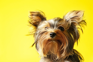 Photo of Adorable Yorkshire terrier on yellow background, closeup. Cute dog