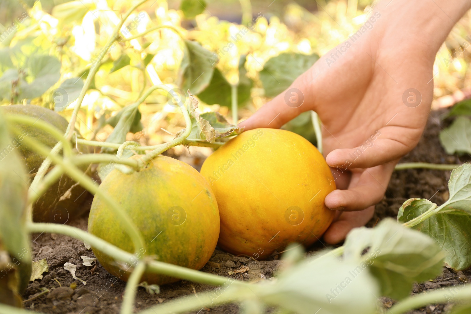 Photo of Man taking ripe juicy melon in field, closeup