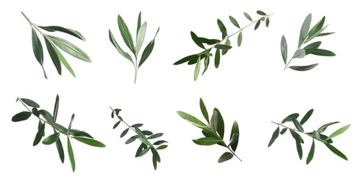 Image of Set of olive twigs with fresh green leaves on white background. Banner design
