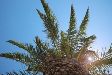 Photo of Beautiful palm tree with green leaves against clear blue sky, bottom view