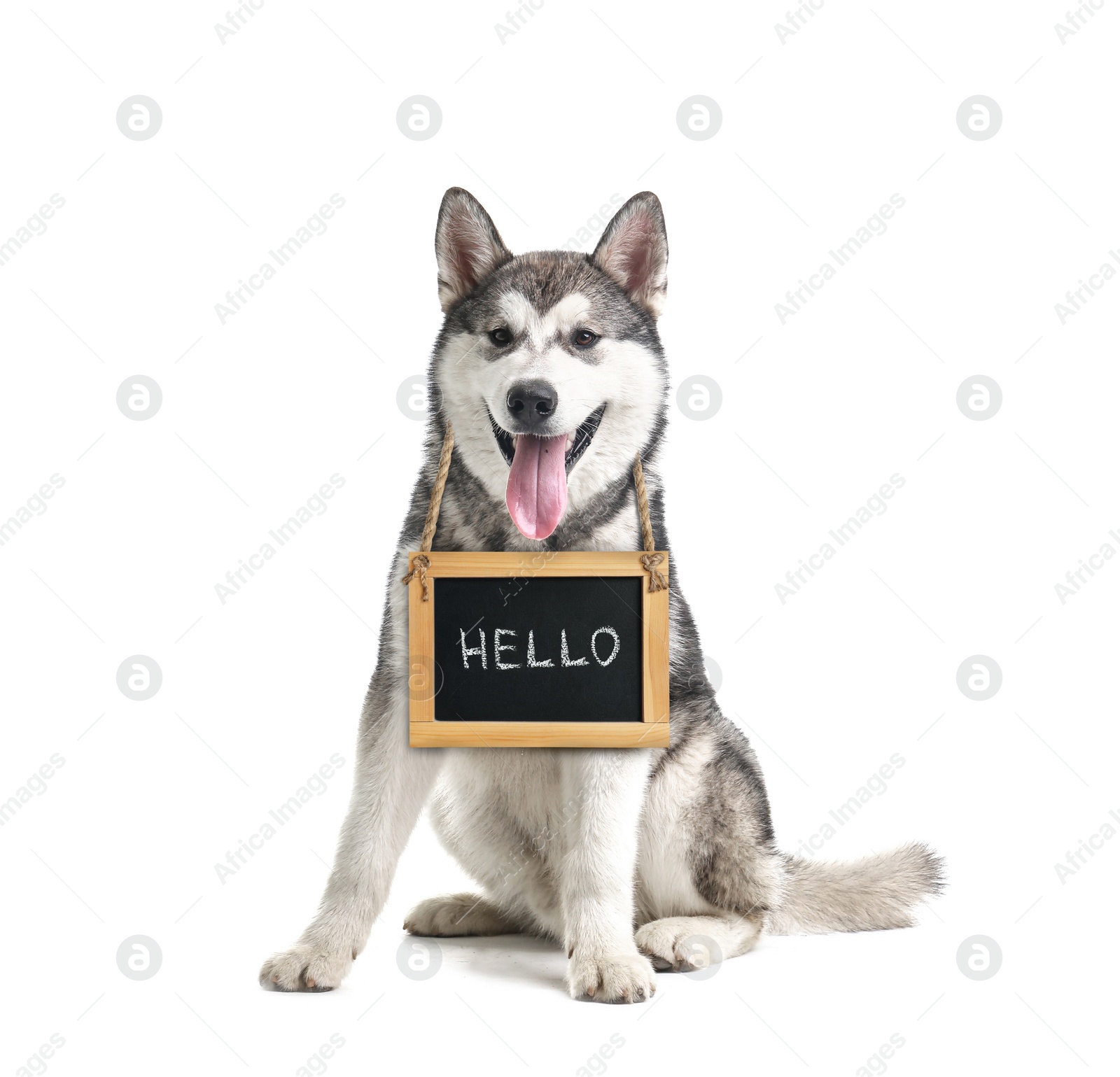 Image of Adorable dog with Hello sign on white background