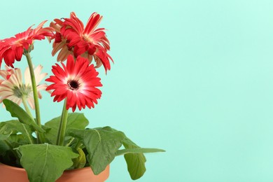 Beautiful gerbera flowers in terracotta pot against turquoise background, closeup. Space for text