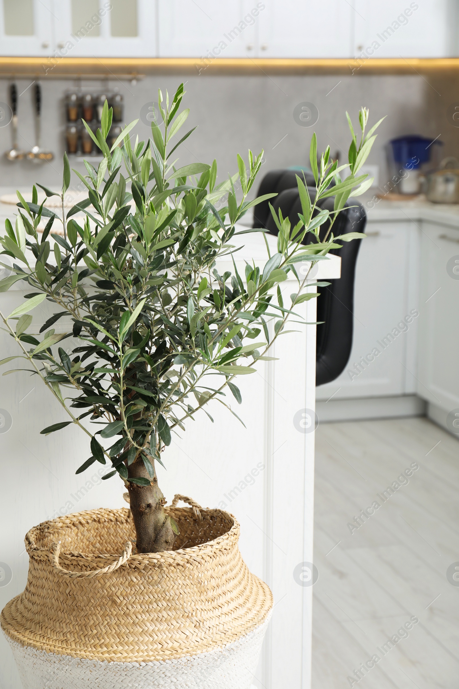 Photo of Beautiful potted olive tree in stylish kitchen